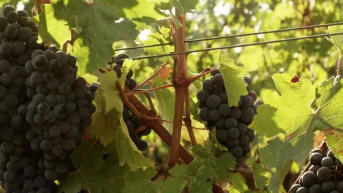 Les vignerons de l'Aude en colère contre la flambée des prix